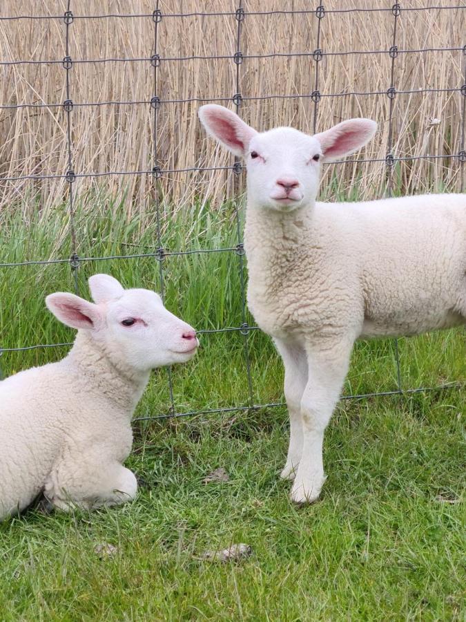Erdgeschoss Wohnung Watt'N Meer Mit Garten In Dangast Varel Eksteriør bilde